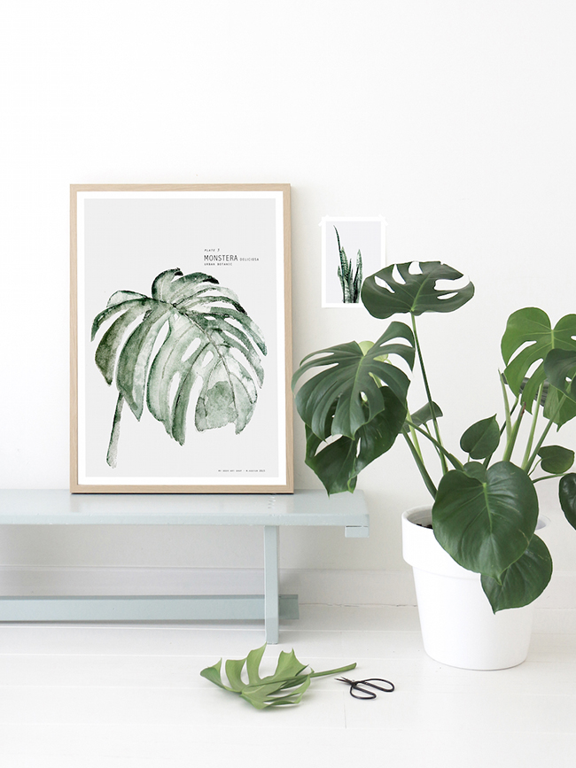 Image: My Dear Art Shop | Plant: Split leaf philodendron