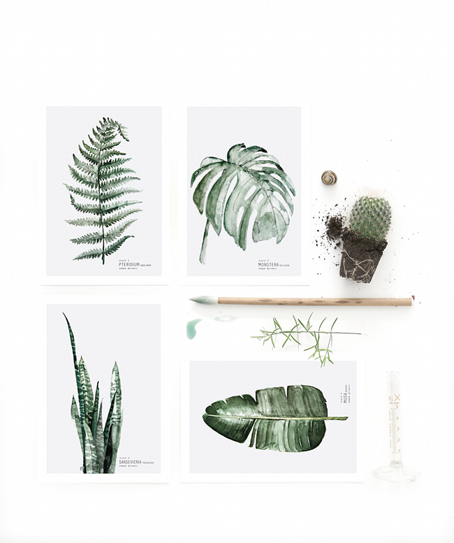 Image: My Dear Art Store | Plant: Cactus
