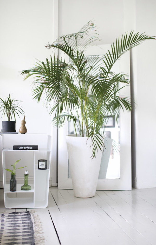 Image: Henriette Amlie Kalbekken | Plant: Parlour Palm