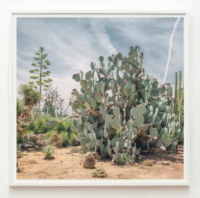 Cactus Garden - The Artwork Stylist